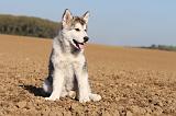 ALASKAN MALAMUTE 220